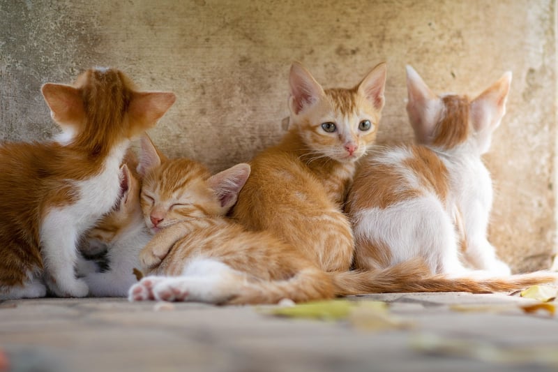 Kits